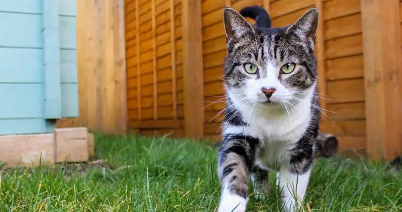 Tabby cat walking in the garden