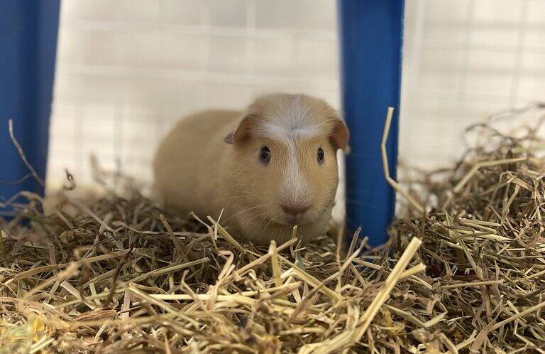 A tan guinea pig sits on straw under a blue plastic chair in a small enclosure with white grid walls.