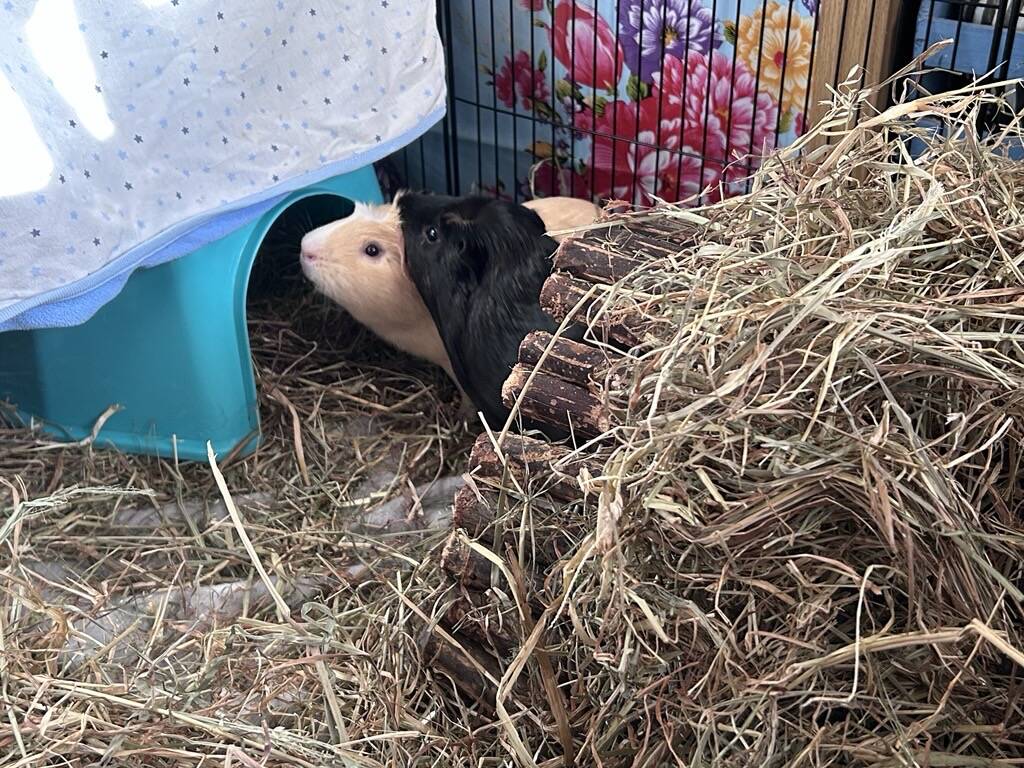 Two guinea pigs, one cream and one black, peek out from under a blue plastic shelter surrounded by hay and a wooden tunnel, with colourful flowers visible in the background.