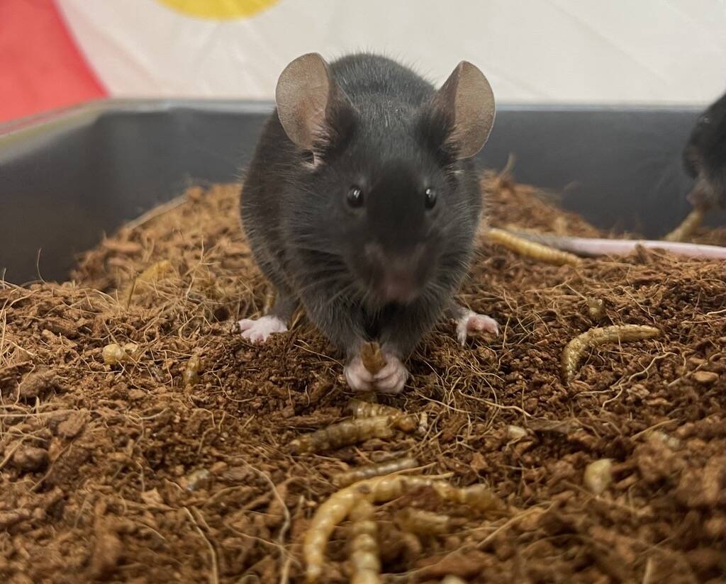 A black mouse sits in soil, holding food with its front paws while facing the camera. Mealworms are scattered around, and a blurry background.