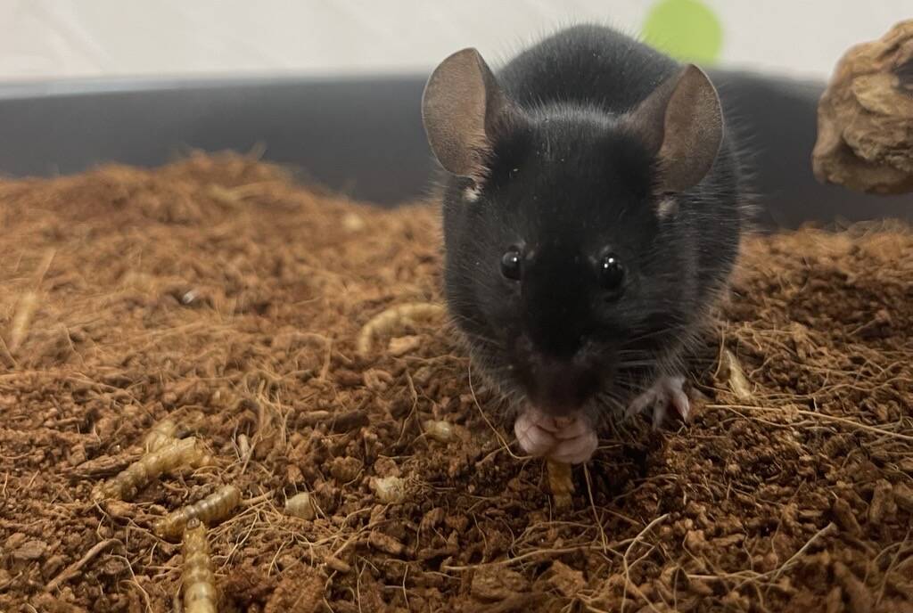 A black mouse sits in soil, holding food with its front paws and looking towards the camera. Mealworms are scattered around it.