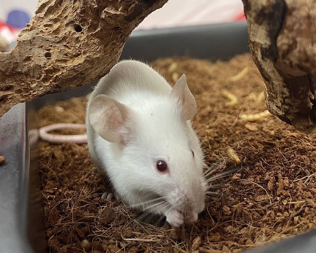 A white mouse with pink ears and eyes sits in soil in an enclosure, near a piece of branch.