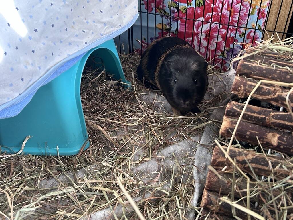 A black and brown guinea pig sits on hay inside a cage, next to a blue plastic shelter and a wooden tunnel, with a colourful floral background behind the cage.