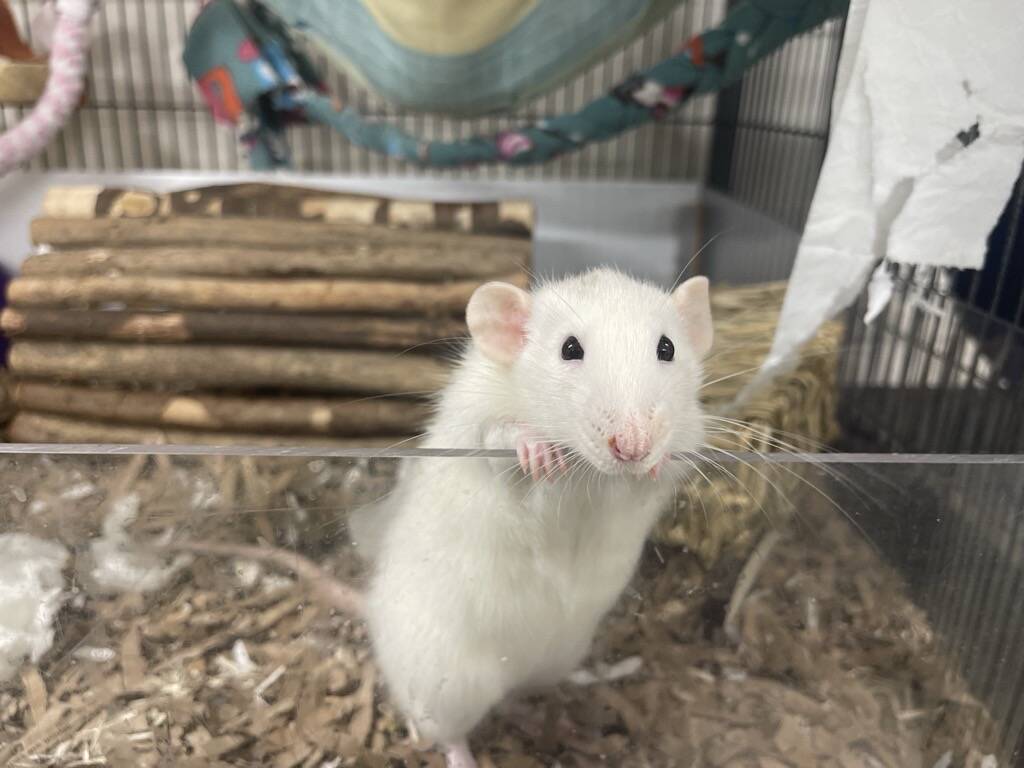 A white rat stands on its hind legs inside a cage, resting its front paws on the clear plastic wall, with wooden sticks and bedding visible in the background.
