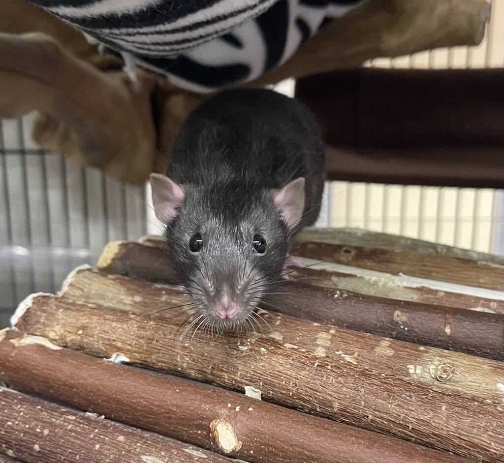 A black rat stands on a wooden bridge inside a cage, looking directly at the camera. Hammocks and cage bars are visible in the background.