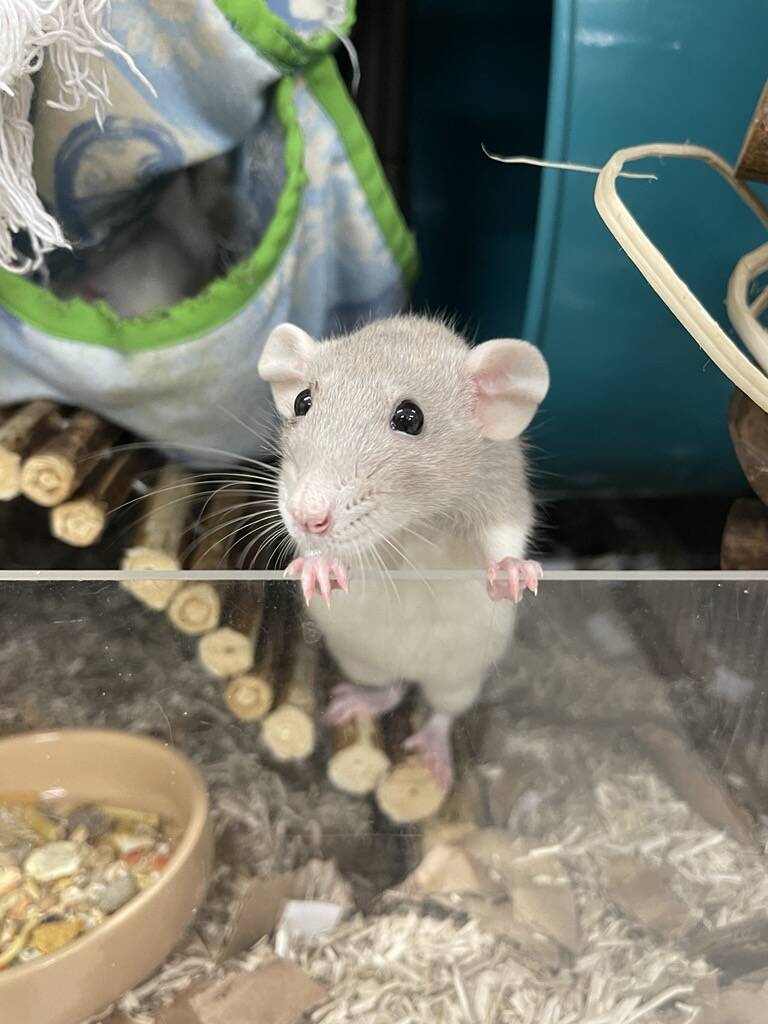 A curious rat stands on its hind legs, gripping the edge of a clear enclosure. The background shows wooden sticks, bedding and a hammock.