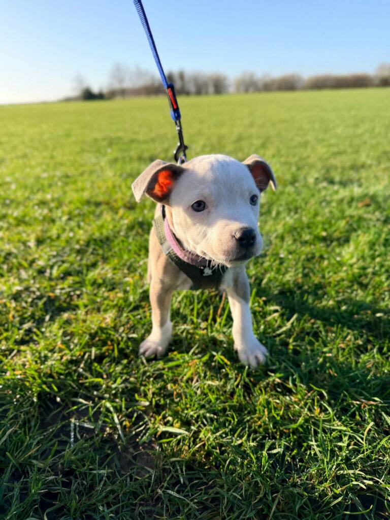 A small white and grey puppy on a blue lead stands on green grass in a sunny open field, looking curious. The sky is clear and blue, with trees visible in the distant background.