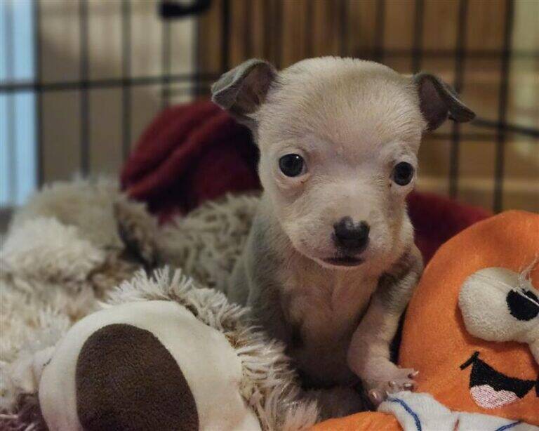 A small light brown puppy with big eyes sits in a crate, surrounded by a plush dog toy and an orange soft toy. The background shows the bars of the crate out of focus.