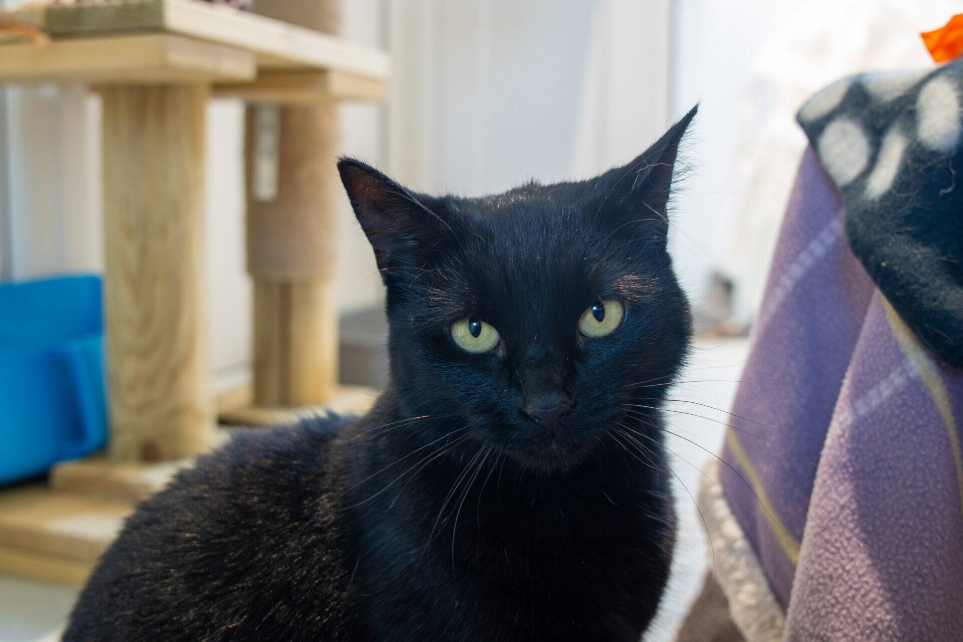 A black cat with yellow-green eyes sits indoors, looking directly at the camera. A cat tree and some blankets are visible in the softly lit background.