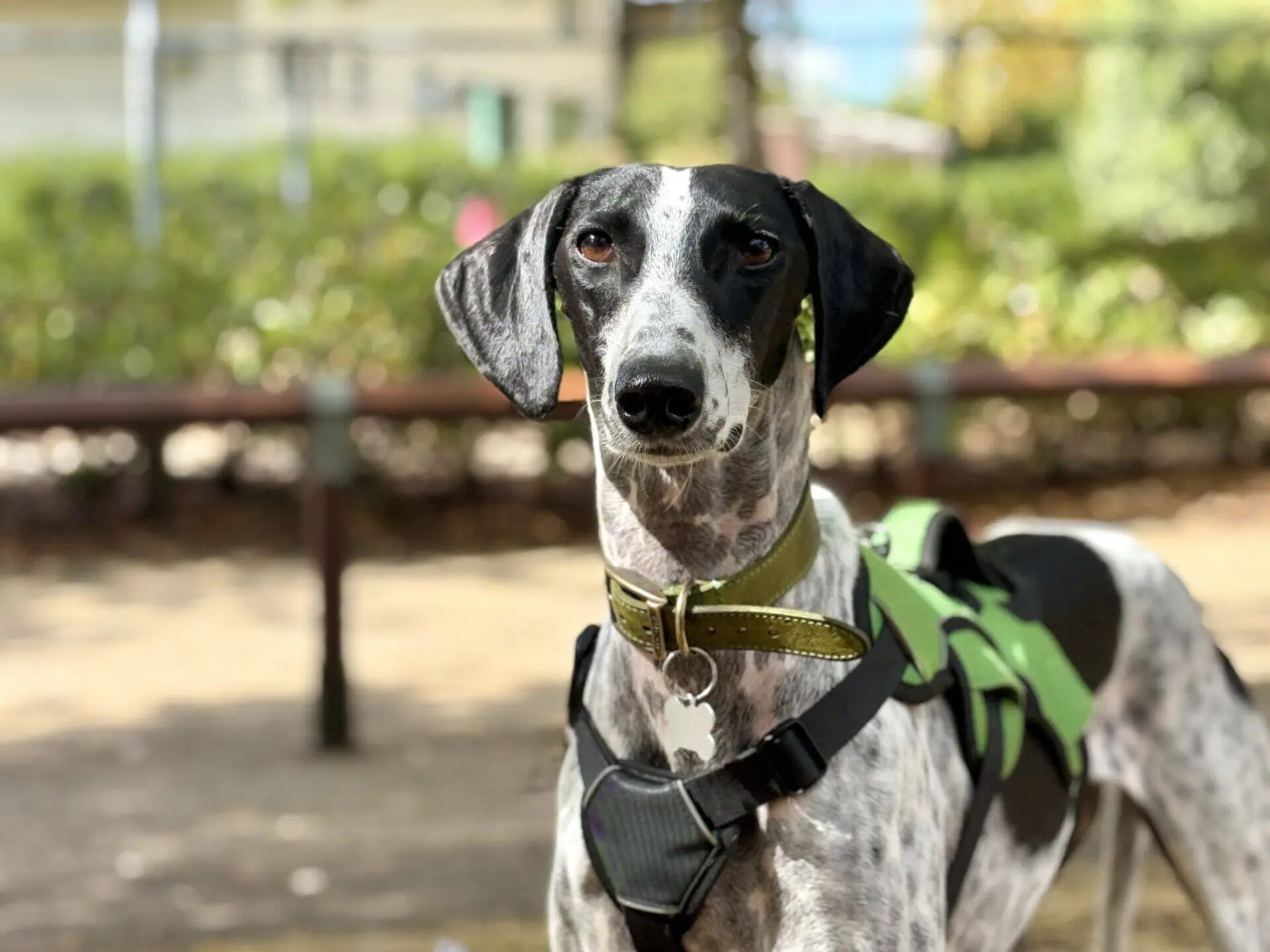 A black and white dog with a green harness stands outdoors, looking at the camera. The background is blurred with greenery and sunlight.