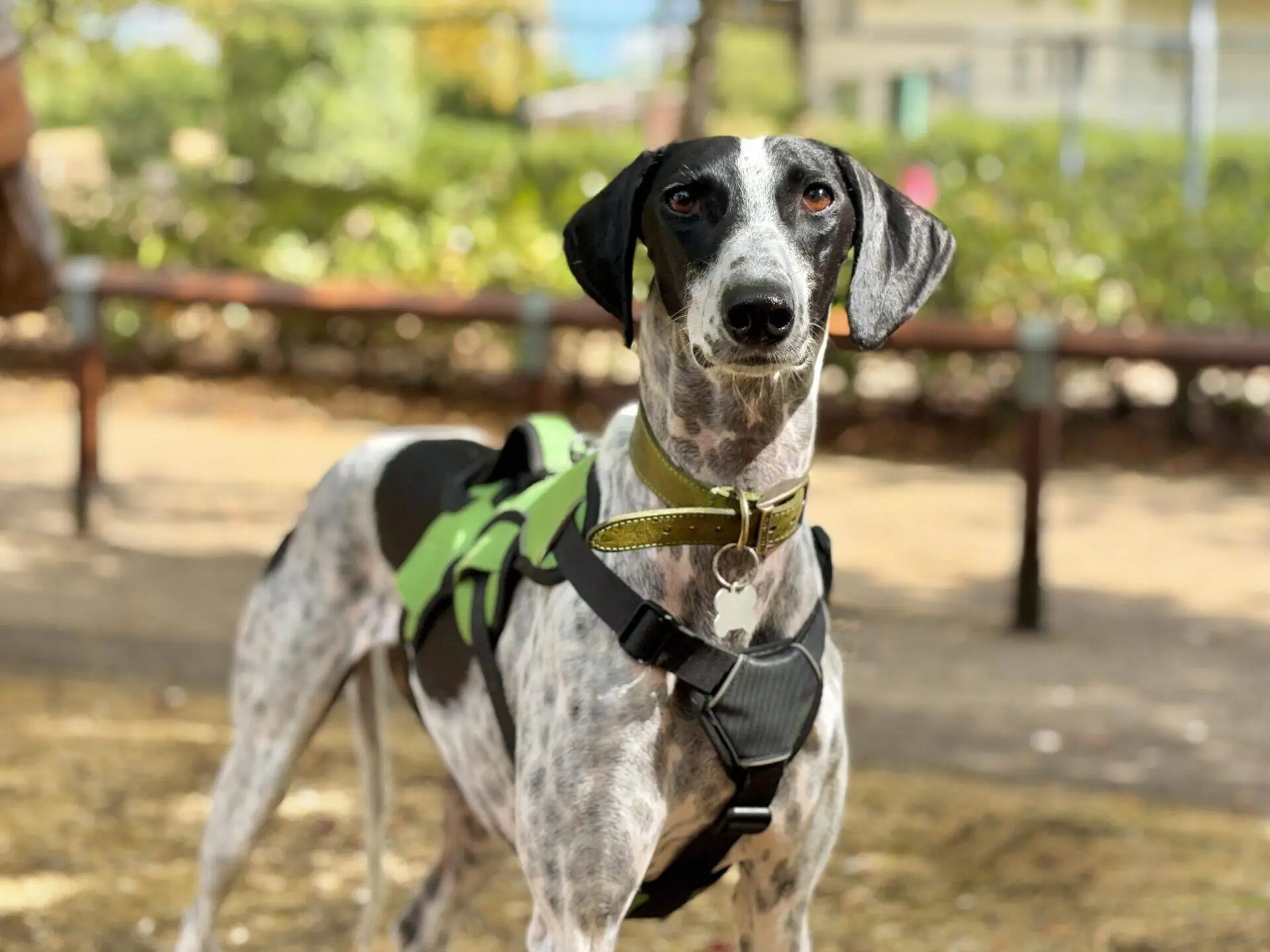 A slender, black-and-white dog with a green harness and collar stands outdoors on a sunny day, looking attentively at the camera.