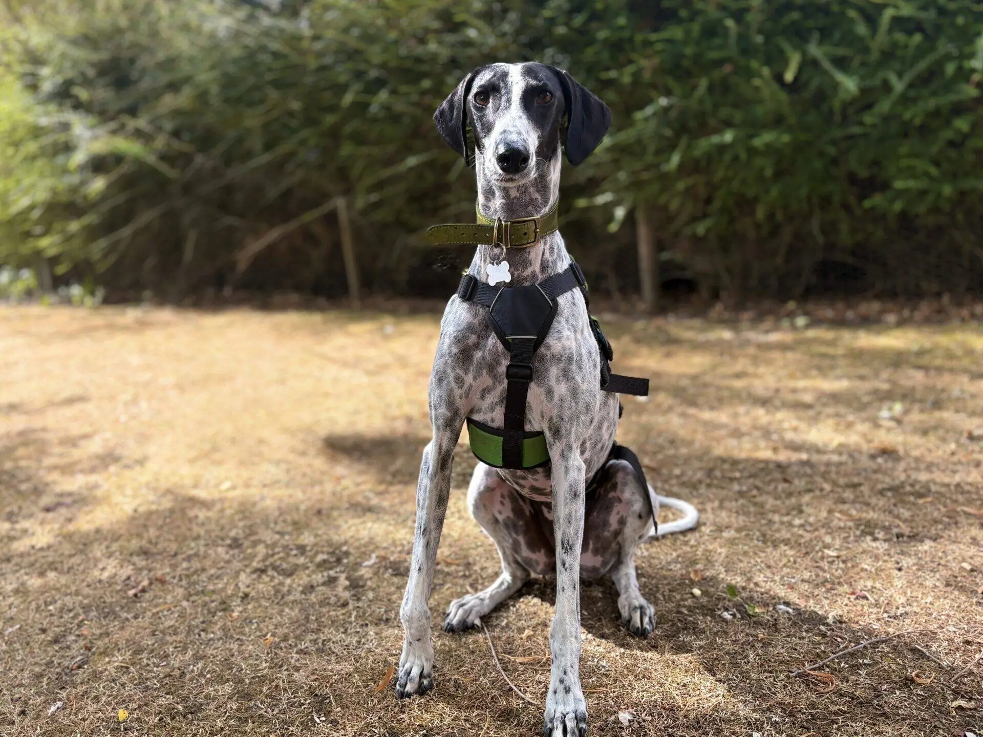 A black and white spotted dog wearing a harness and collar sits on dry grass in front of green bushes, looking directly at the camera.