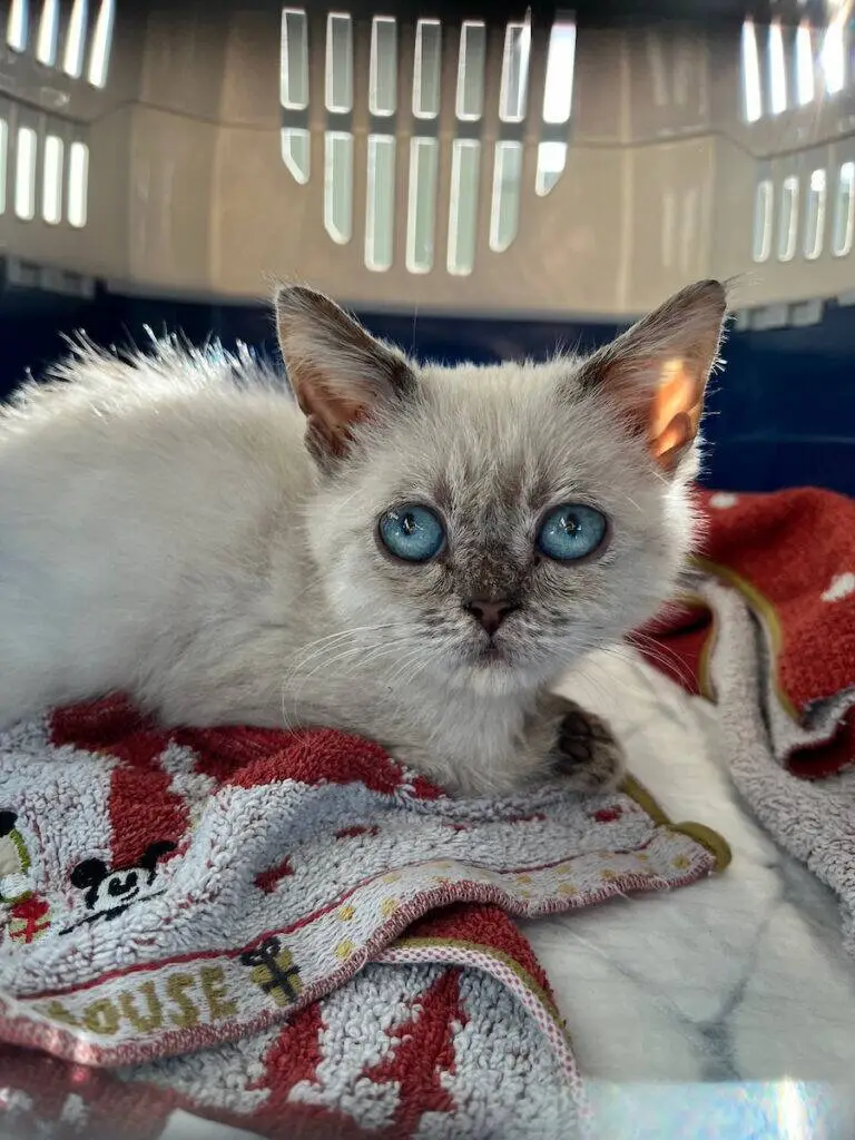 A small white kitten with striking blue eyes lies on a red and white towel inside a pet carrier, illuminated by sunlight.