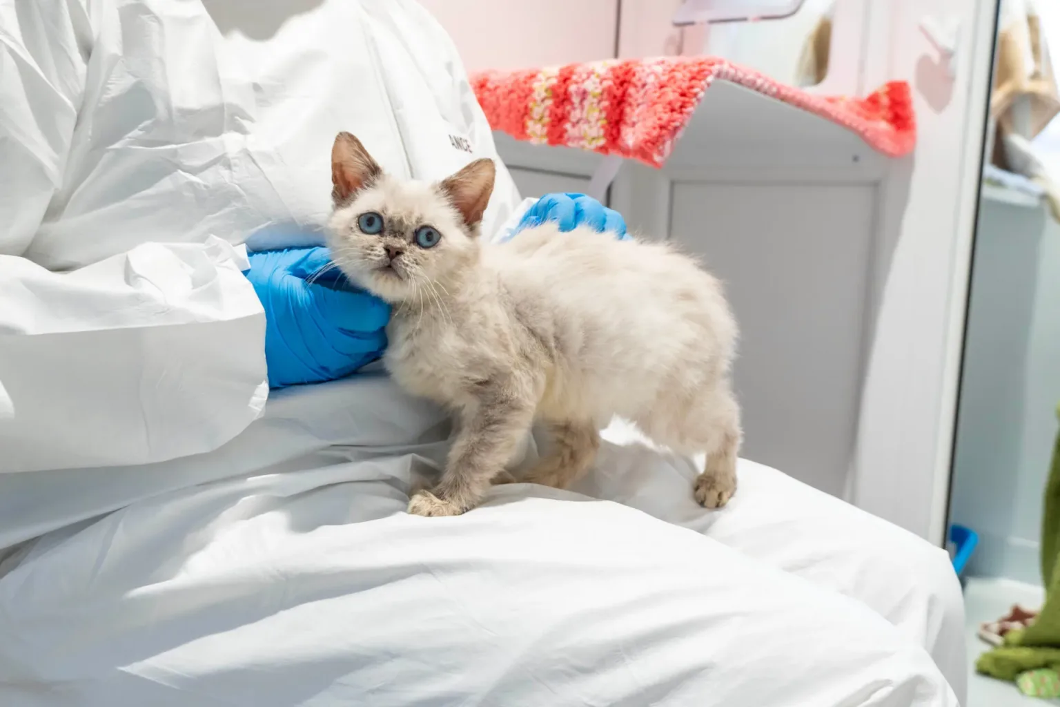 A person in a white protective suit and blue gloves holds a fluffy white kitten with blue eyes on their lap in a bright indoor setting.