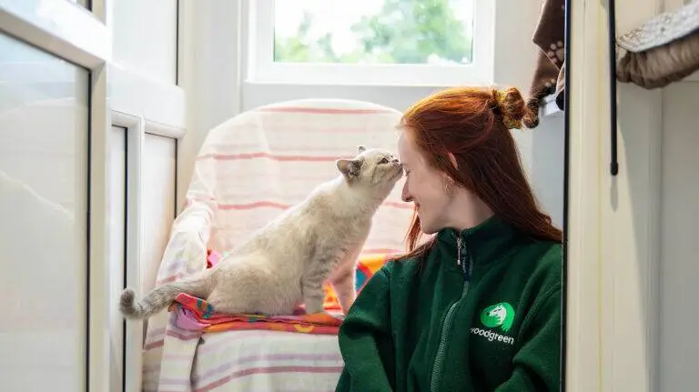 A woman with red hair smiles as a light-coloured cat gently touches her forehead with its nose. She wears a green jacket and sits beside the cat on a colourful chair under a window.