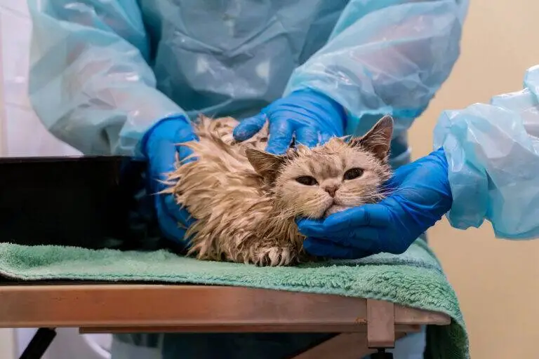 A wet cat is being gently held by a person wearing blue gloves and a protective gown, during a bath or medical examination, on a green towel atop a metal table.