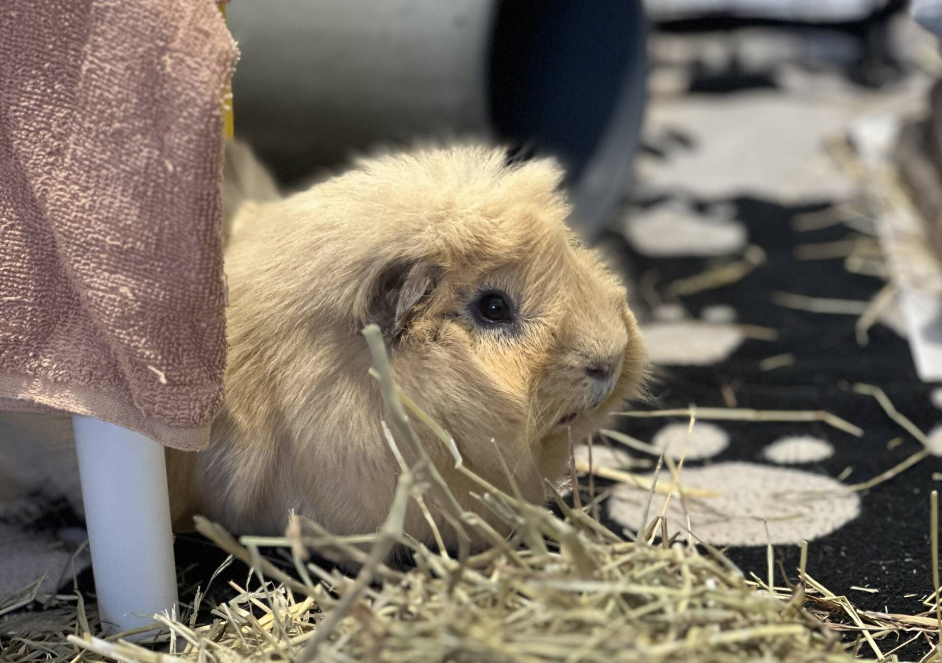 A fluffy, light brown guinea pig sits on hay next to a pink cloth and white hide, with a black and white patterned background.