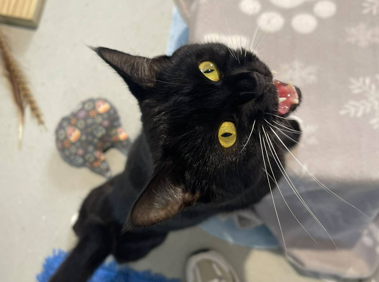 A black cat with bright yellow eyes looks up and miaows, standing on a light floor near a blanket with paw prints.