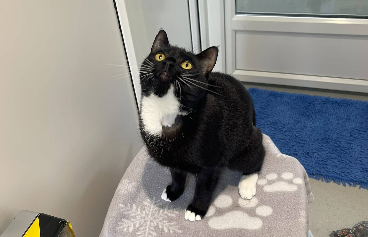 A black cat with white paws and chest sits on a pawprint blanket, looking up. There is a blue rug and glass door in the background.
