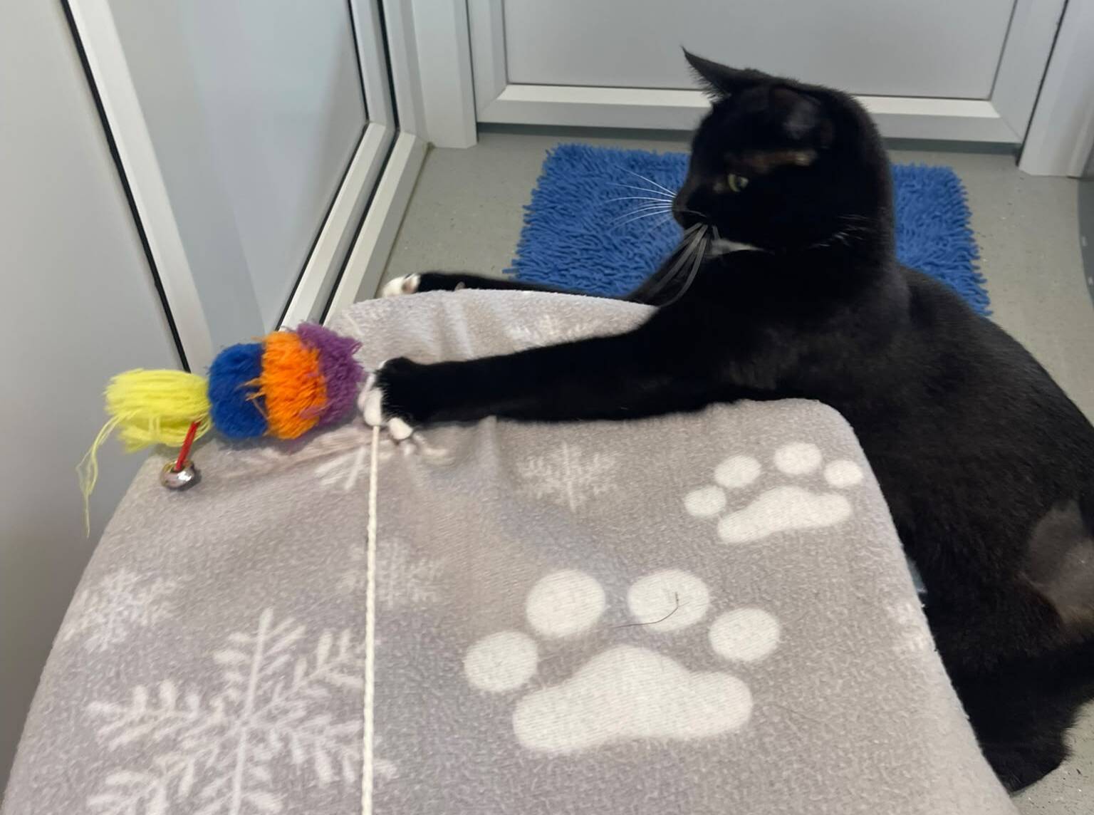A black and white cat stretches a paw to play with a colourful toy on a string atop a grey blanket with snowflake and paw print patterns.