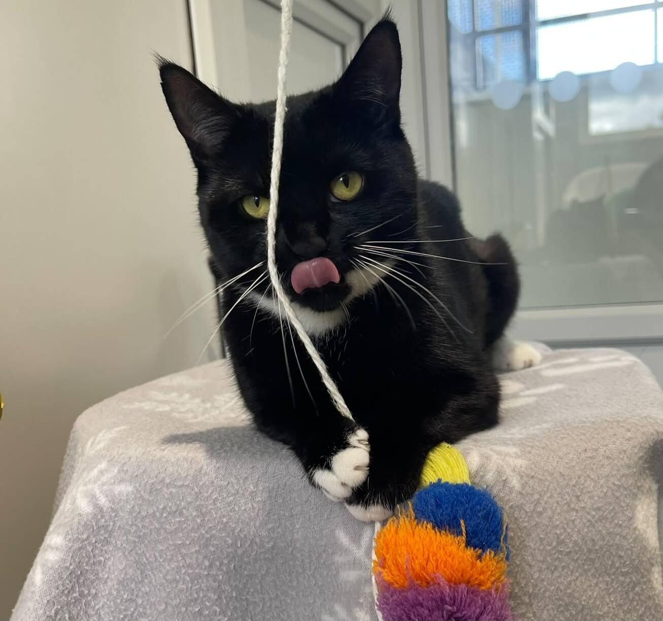 A black and white cat with yellow eyes is lying on a blanket, licking its nose. A string and colourful toy are in front of its paws.
