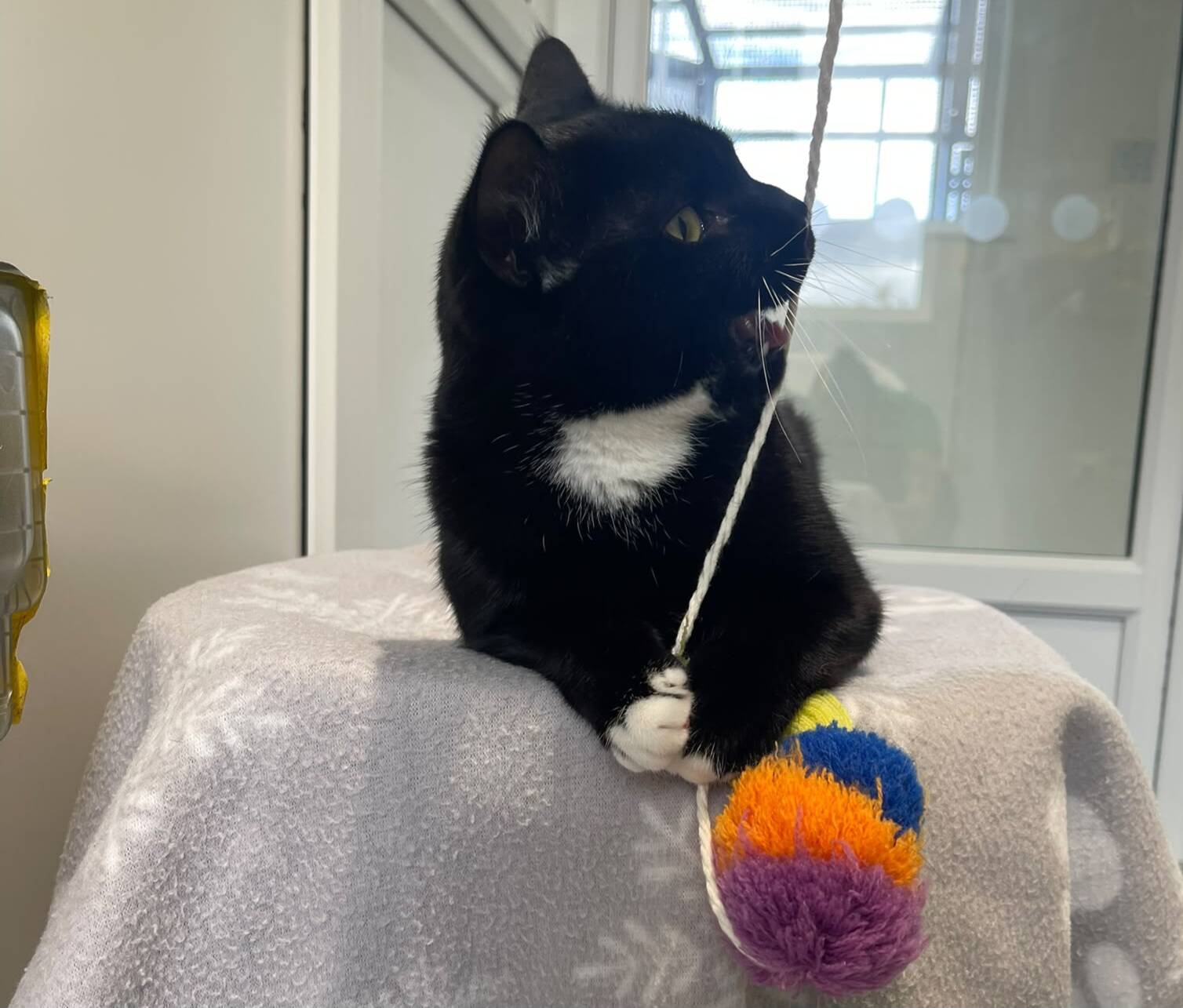 A black cat with a white chest holds a string toy with a colourful pom-pom whilst sitting on a blanket-covered surface, looking to the left.