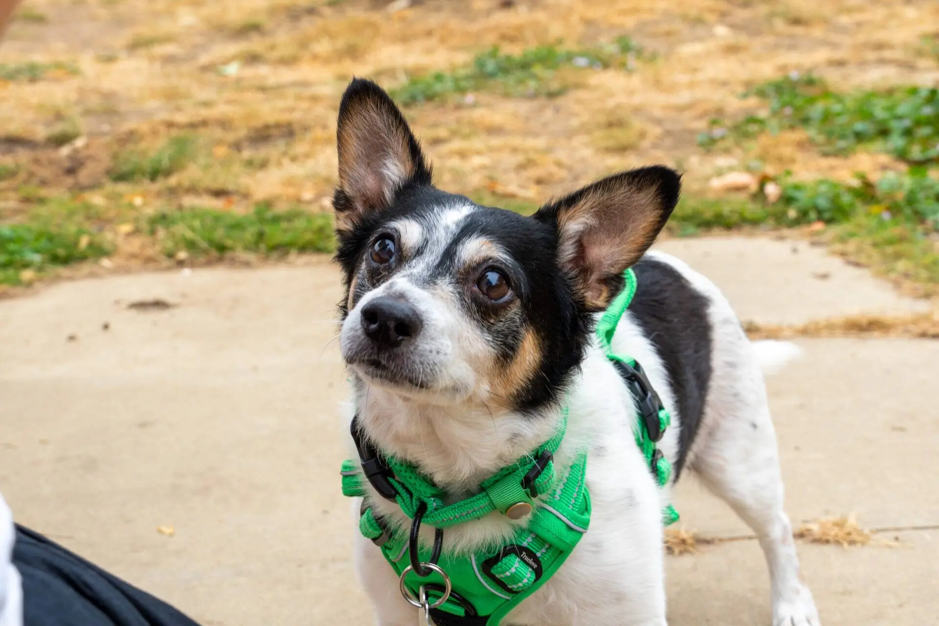 A small black and white dog with a green harness looks up attentively while standing on a pavement, with dry grass in the background.