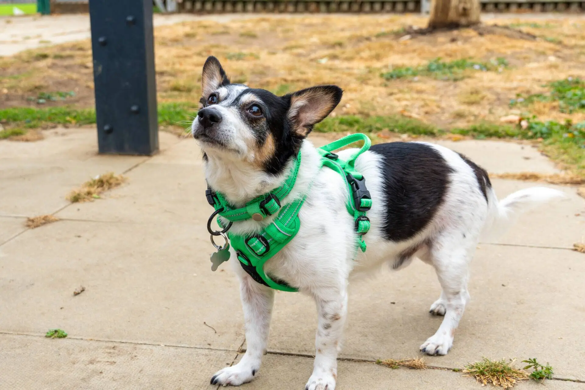 A small black and white dog wearing a bright green harness stands on a paved area outdoors, looking up attentively. Grass and a wooden fence are visible in the background.