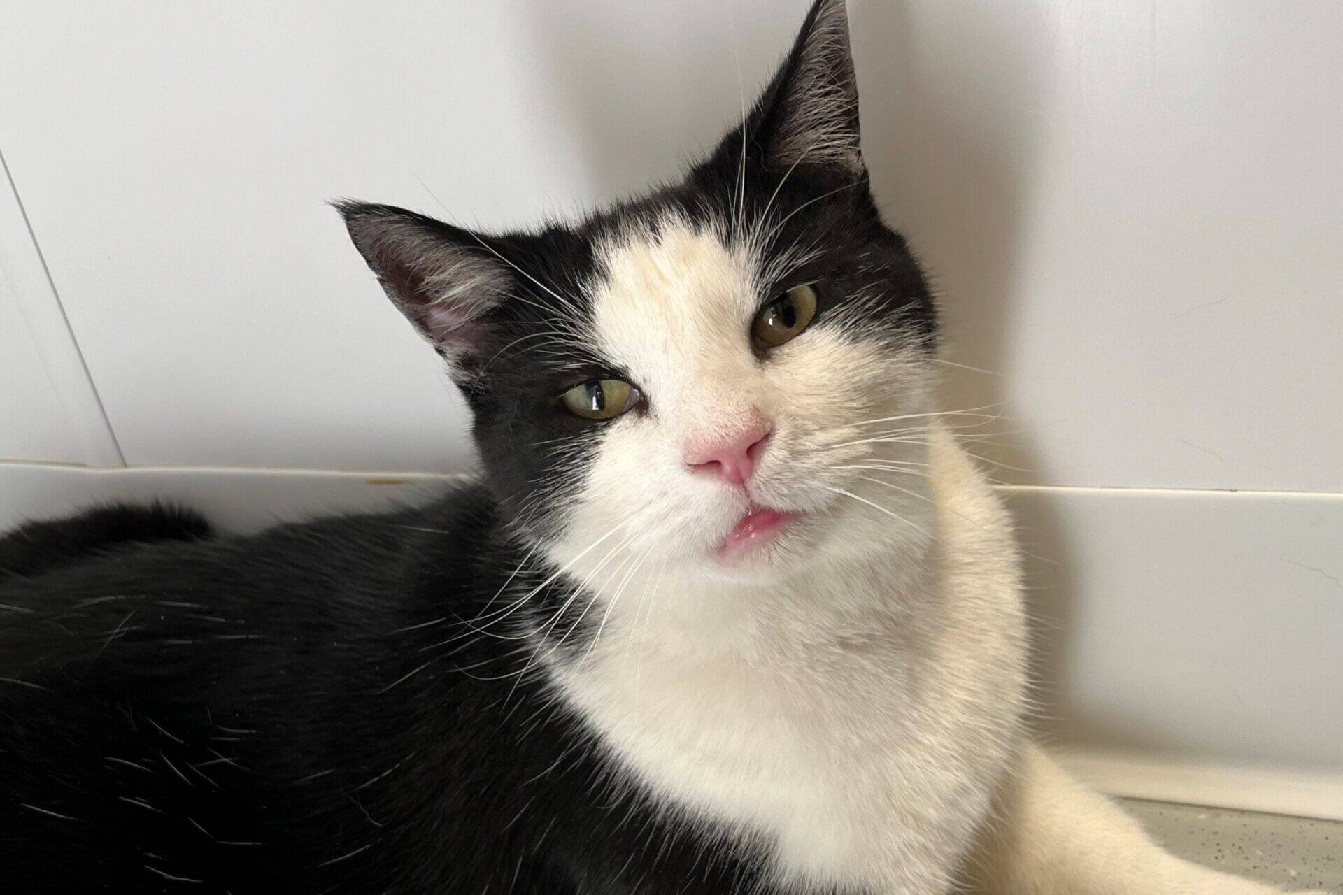 A black and white cat with a pink nose and yellow eyes sits against a white background, looking directly at the camera with a relaxed expression.