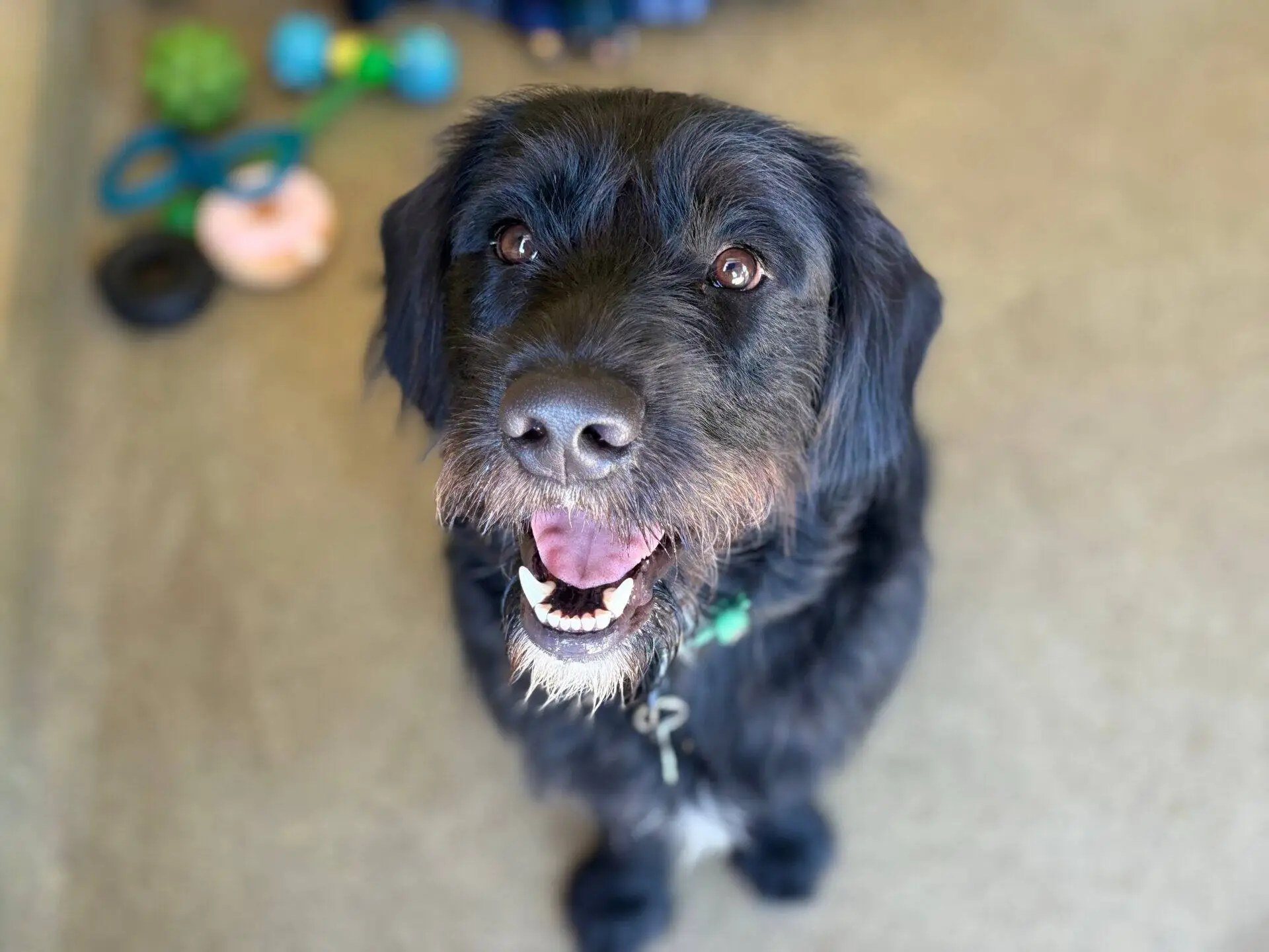A black dog with a scruffy coat sits indoors, looking up with its mouth open in a happy expression. Dog toys are blurred in the background.