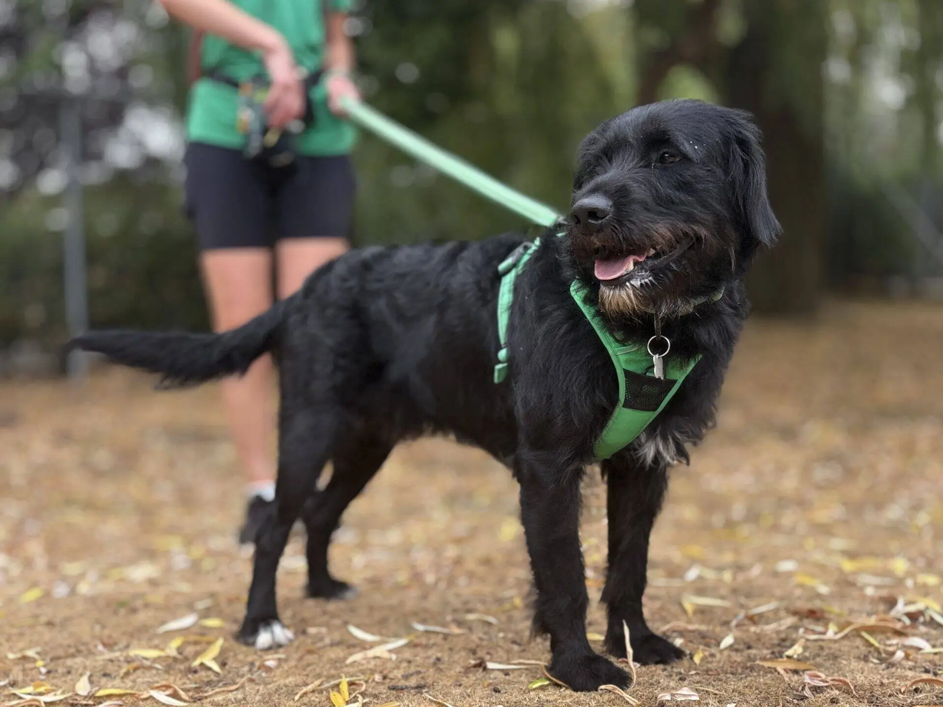 A black dog, Eric the Labradoodle, in a green harness stands on a lead outdoors, looking to the side. The person holding the lead is partially visible, wearing black shorts and a green shirt. The ground is covered with dry leaves.