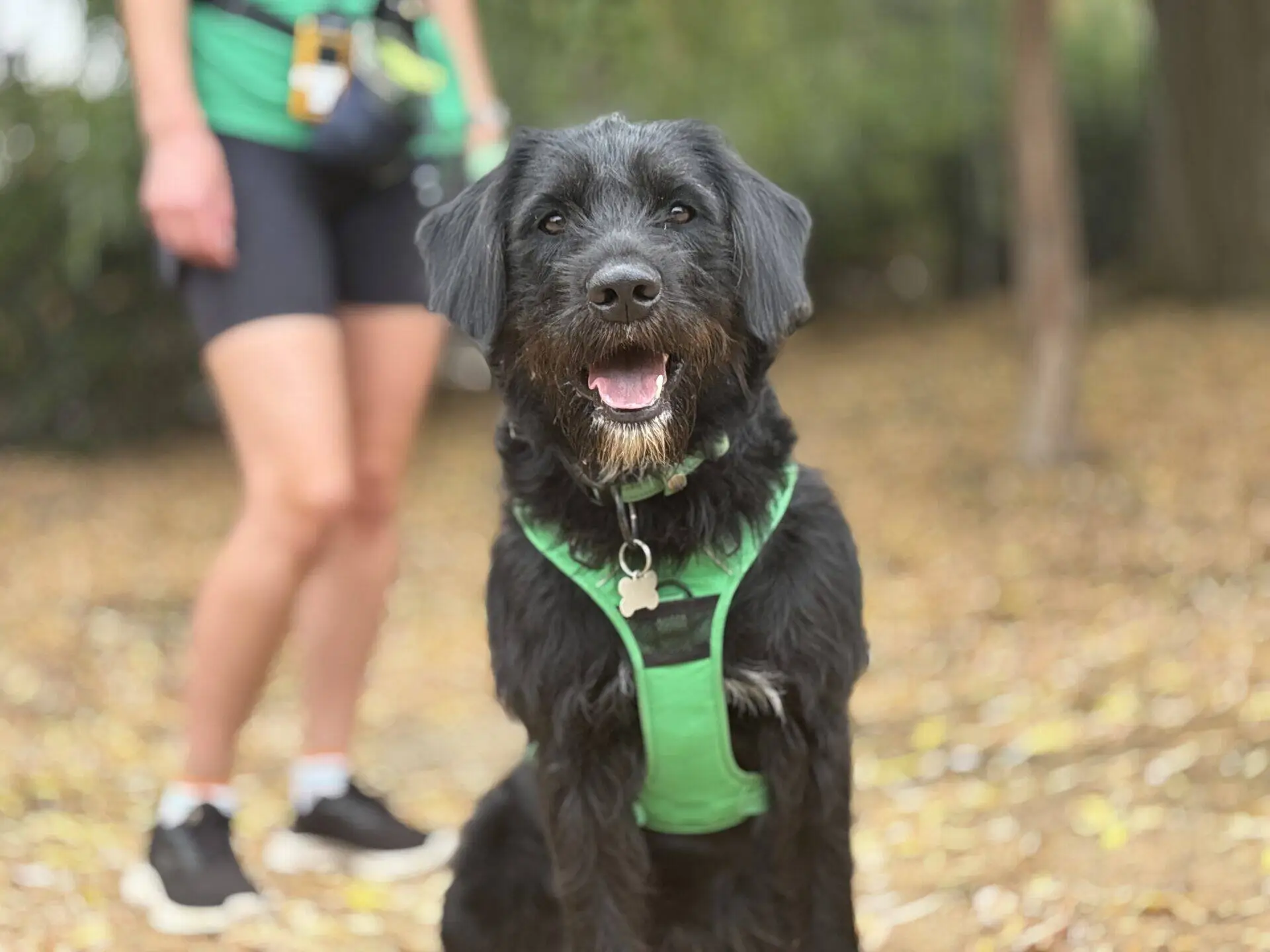 Eric the Labradoodle, a black dog wearing a green harness, sits and smiles outdoors, with a person in sportswear standing blurred in the background among fallen leaves.