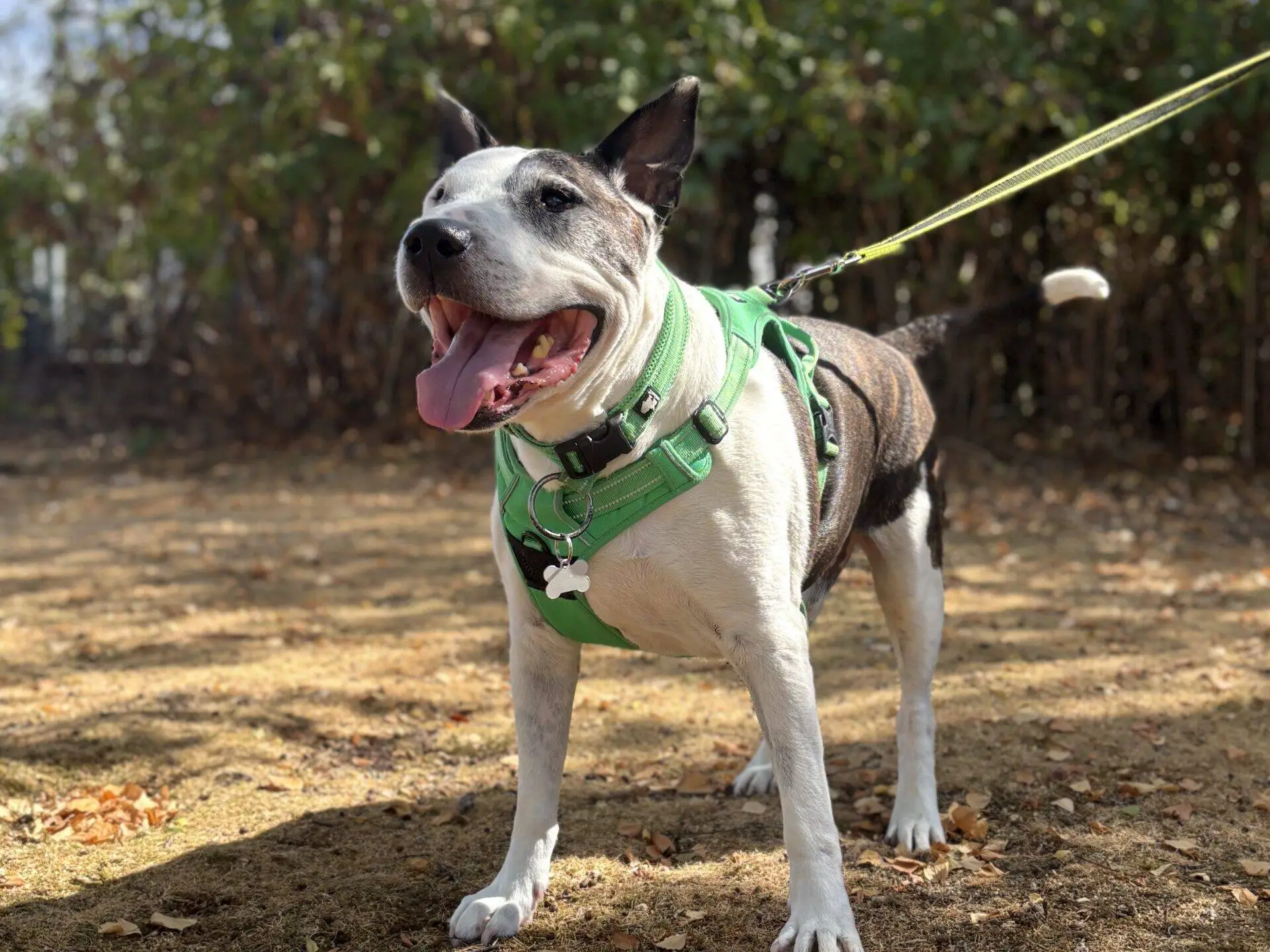 A happy black and white English Bull Terrier stands on a lead outdoors, wearing a green harness, mouth open and tongue out, with sunlight shining and green bushes in the background—truly a dog enjoying the day.