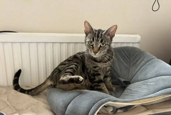 A tabby cat sits upright on a grey pet bed, lifting one hind leg. The cat looks directly at the camera. A radiator, food bowl, and blankets are also visible in the scene.