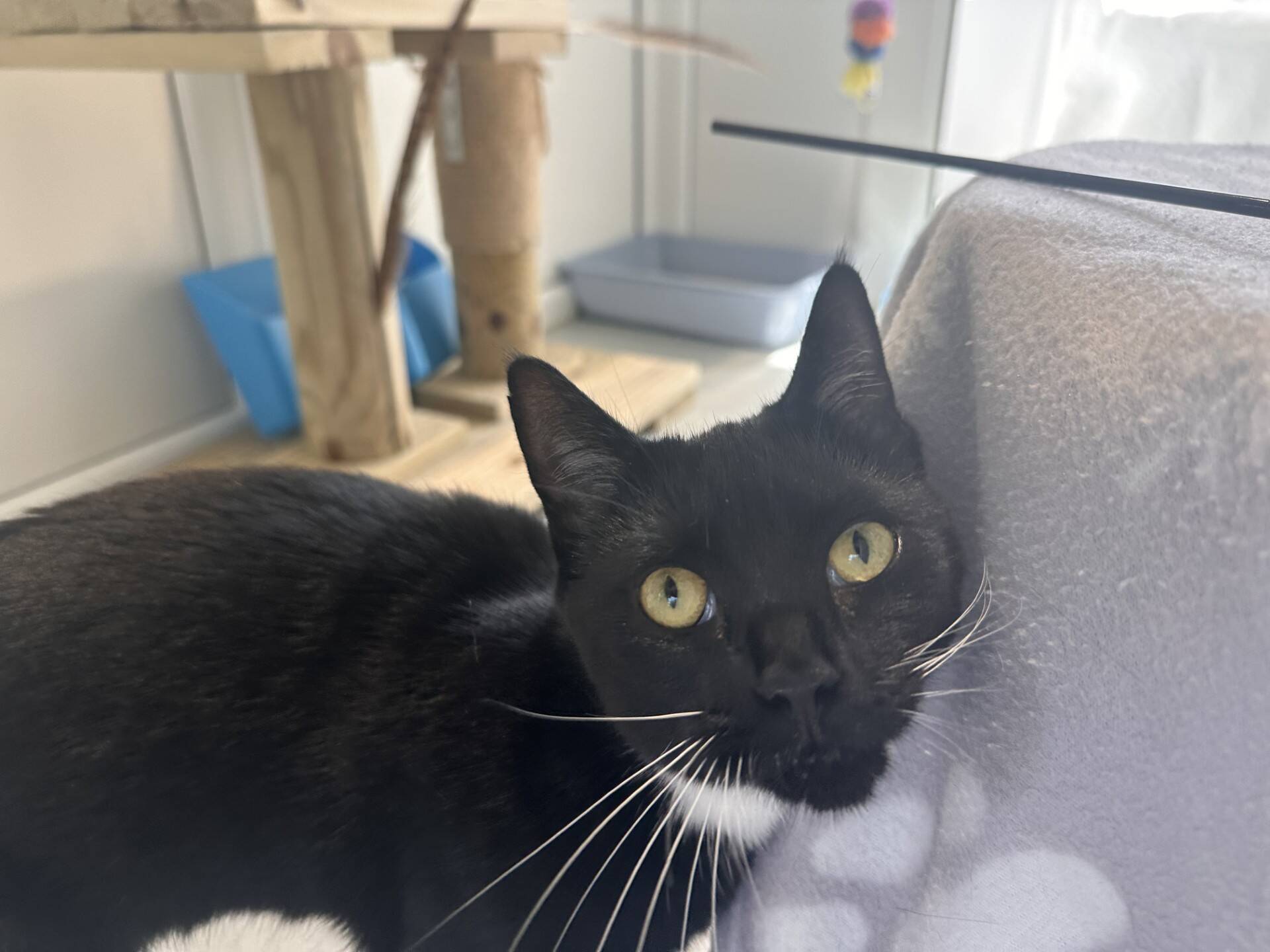 A black and white cat with yellow eyes looks up near a grey blanket. Cat furniture and a toy are visible in the background.