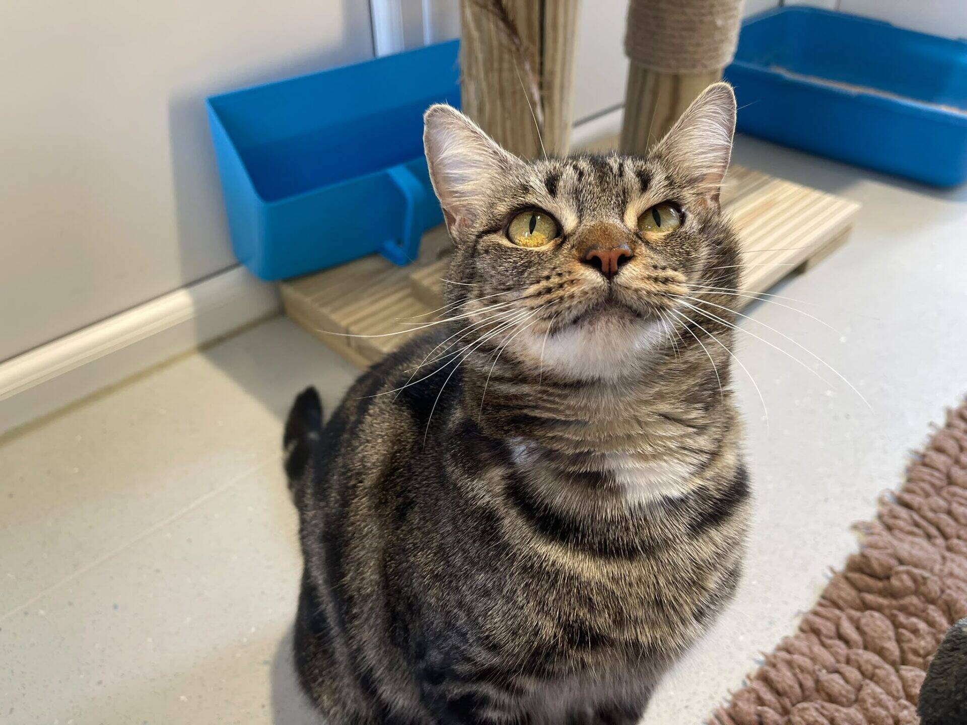 A tabby cat with yellow-green eyes sits on the floor, looking up with a curious expression. There are blue containers and a scratching post in the background.