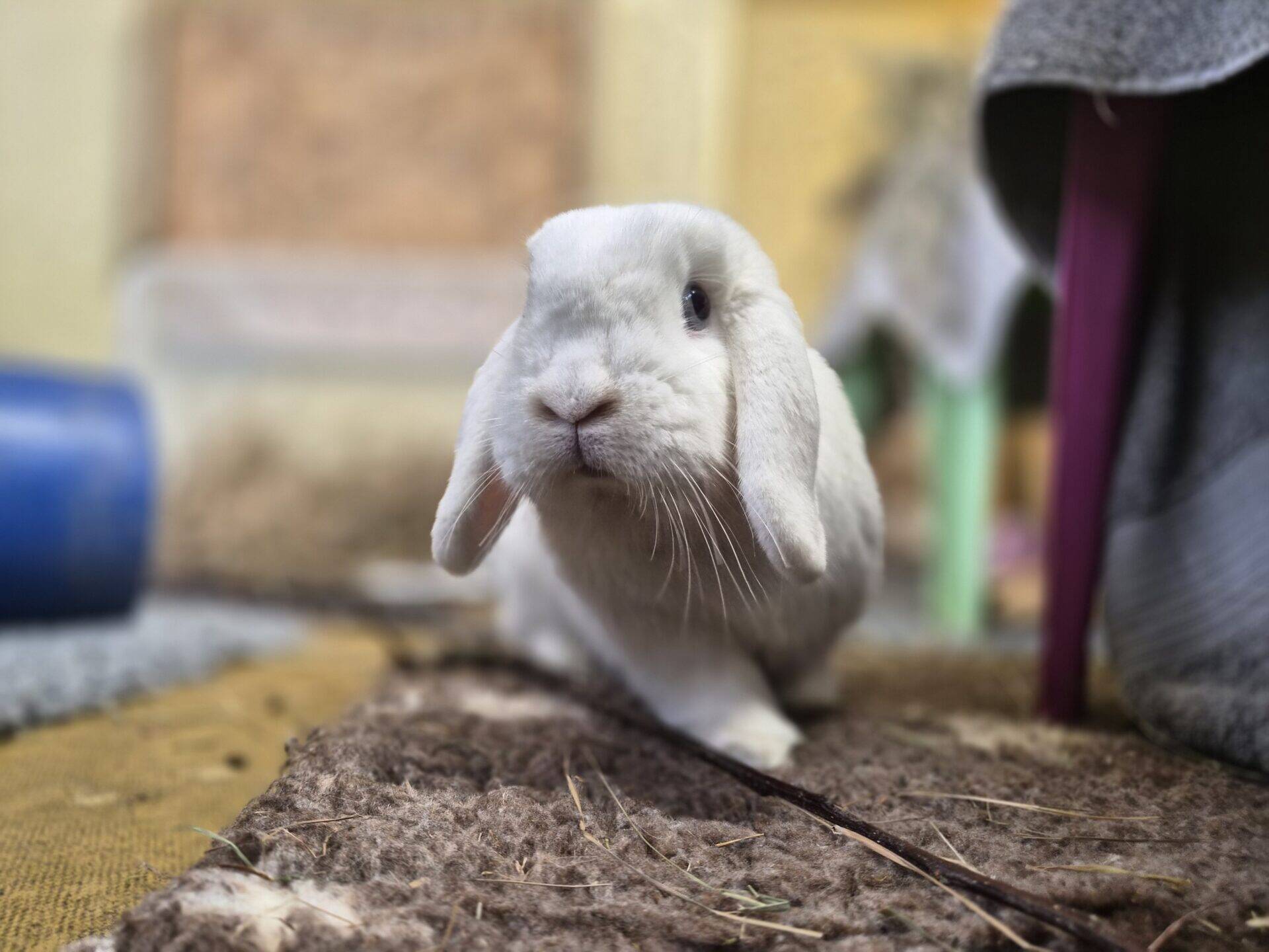 A white lop-eared rabbit sits on a textured brown mat indoors, looking towards the camera with one ear drooping more than the other. The background is softly blurred with household objects visible.