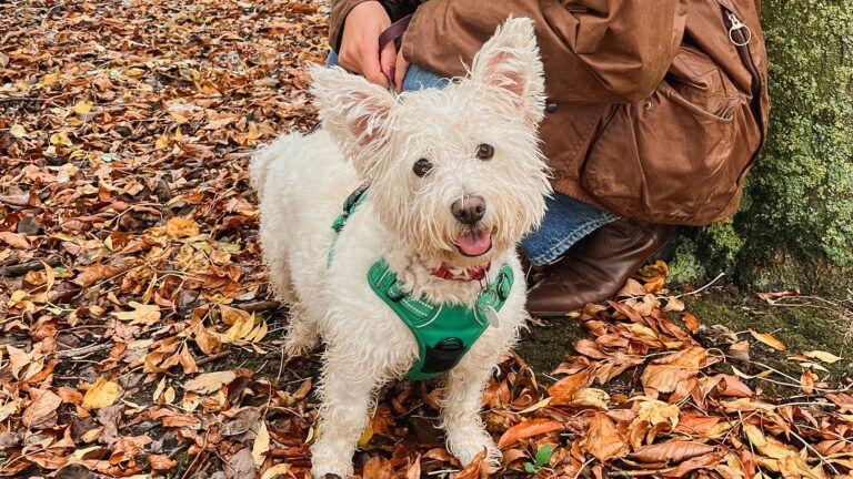 How to save money as a pet owner