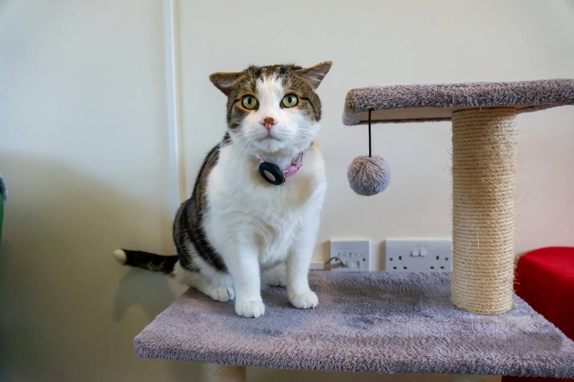A white and tabby blaze domestic short-haired cat with a collar sits on a carpeted cat tree. A hanging grey pompom toy and scratching post are nearby, with electrical sockets visible on the wall behind the cat.