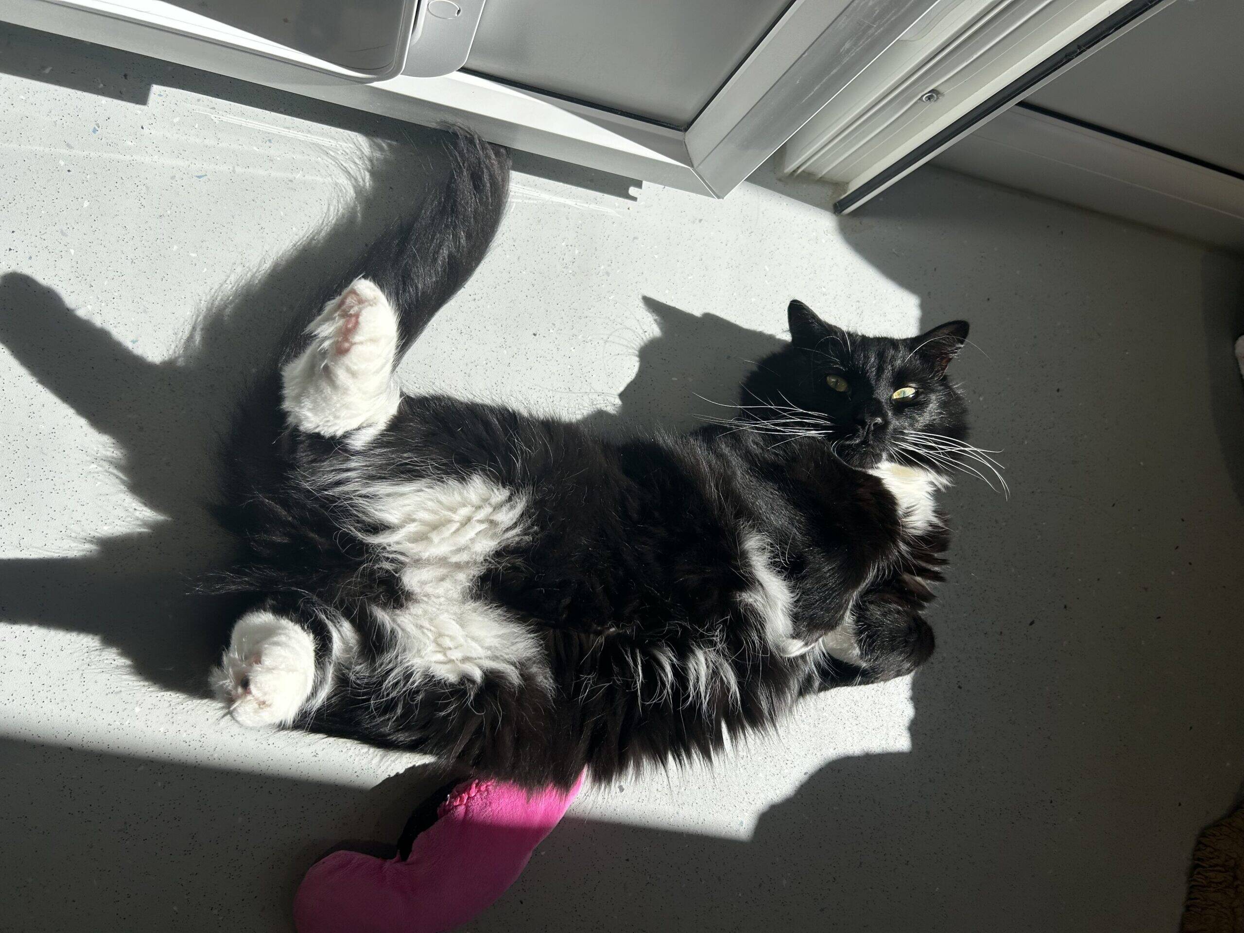 A fluffy black and white cat lies on its back in a sunbeam on a light-coloured floor, with a pink toy near its paws and sunlight streaming in from an open door above.