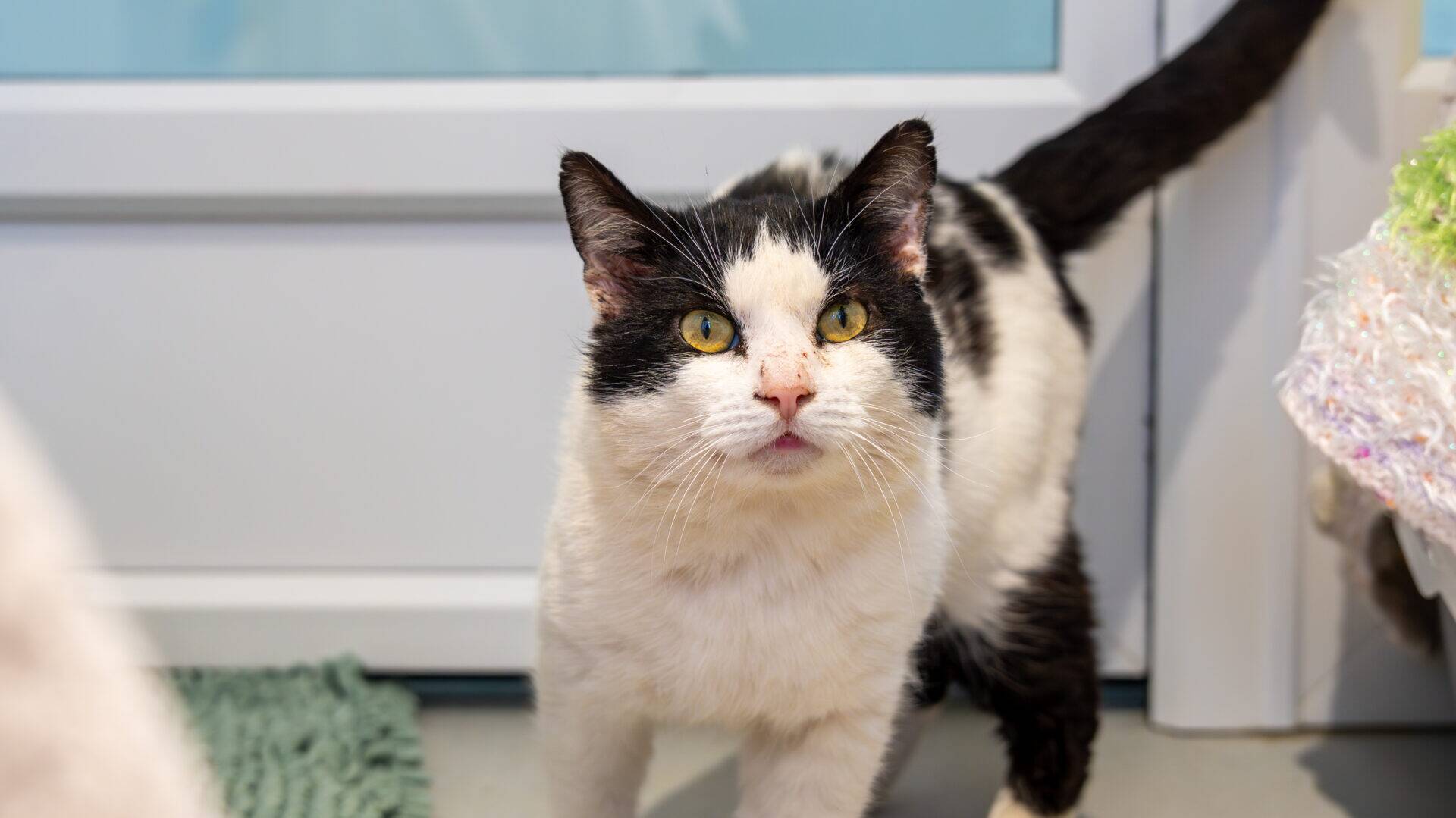 A black and white cat with yellow eyes stands indoors on a light-coloured floor, looking directly at the camera. Its ears are alert, and its tail is raised. The background shows a door and some household items.