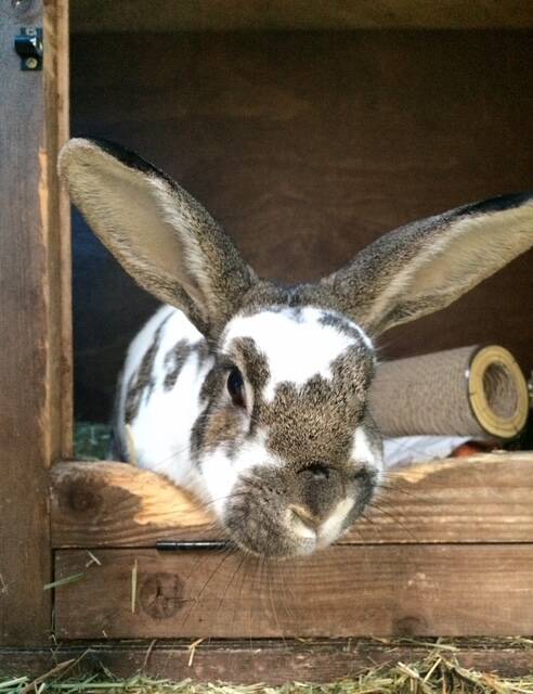 A brown and white rabbit with large ears sits in a wooden hutch, looking directly at the camera. Hay and a cylindrical scratcher are visible inside the enclosure.