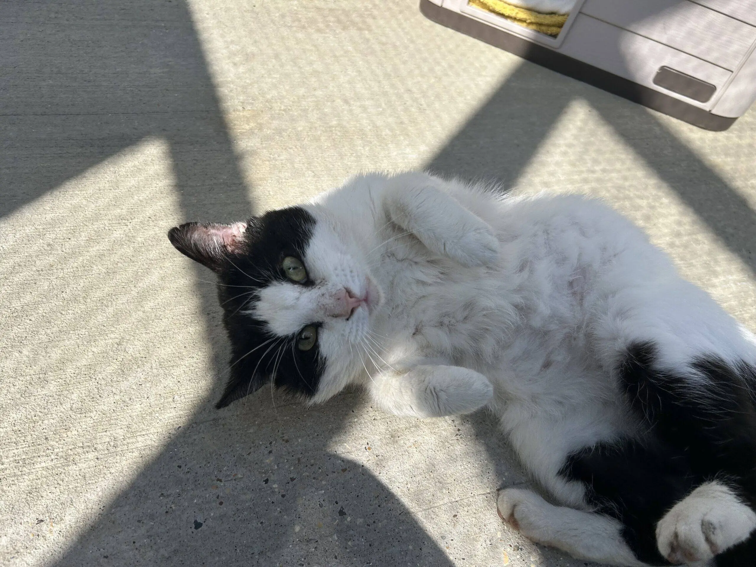 A black and white cat lies on its back on a sunlit concrete surface, looking at the camera with its paws curled up and shadows crossing the ground nearby.