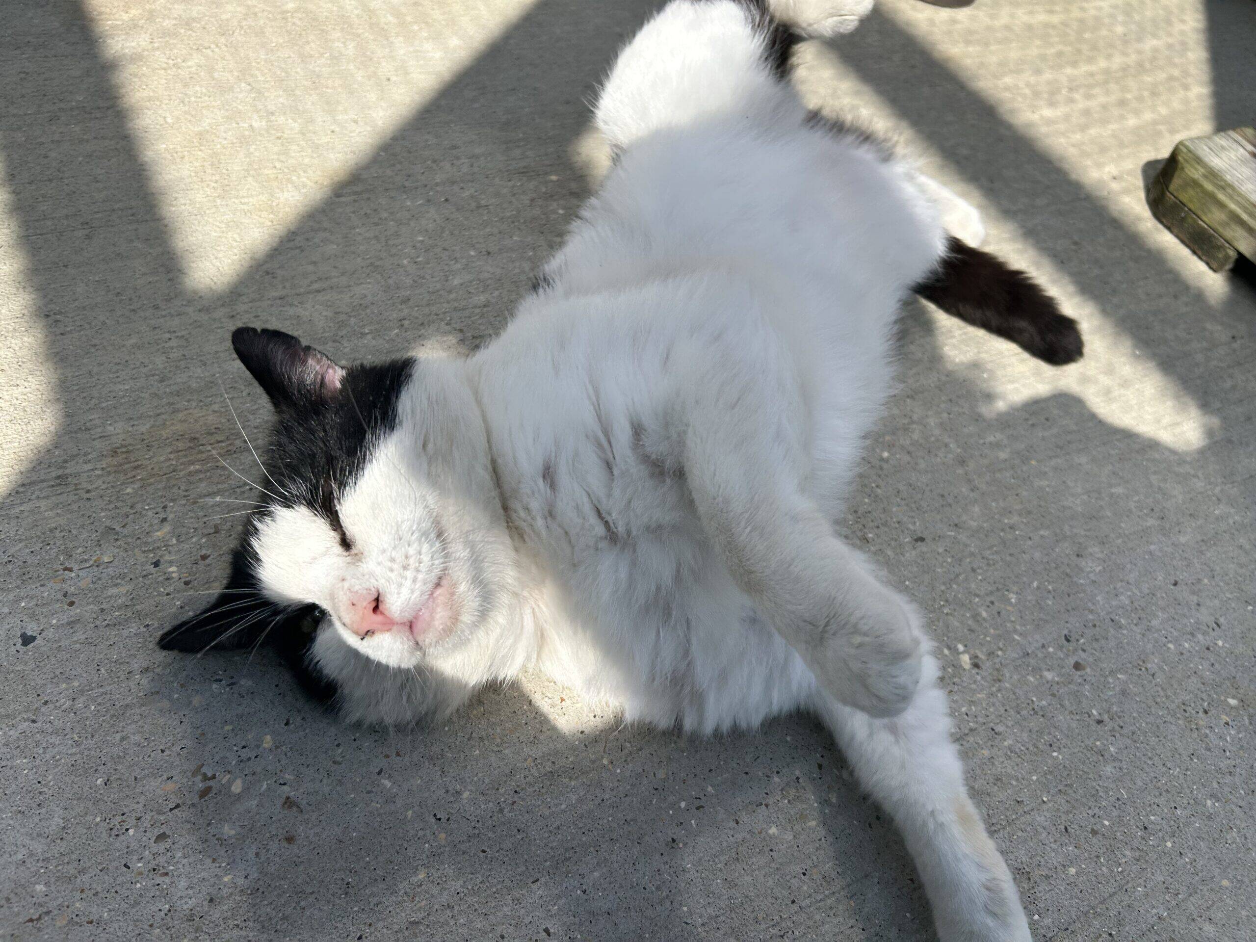 A black and white cat is lying on its side on a sunlit concrete surface, eyes closed and one paw raised, appearing relaxed and contented.