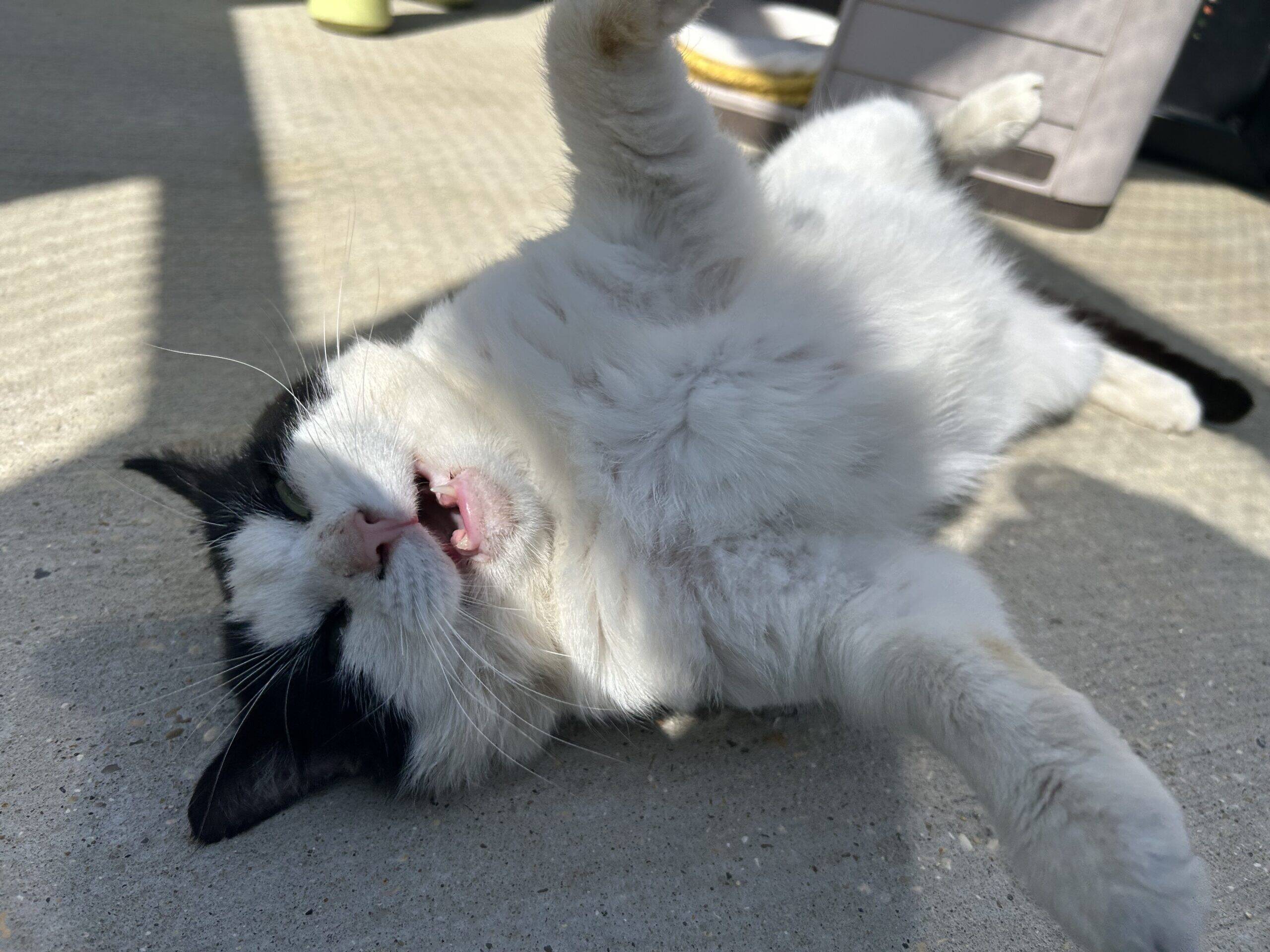 A black and white cat lies on its back on a sunlit concrete surface, mouth open and one paw raised, appearing playful and relaxed.