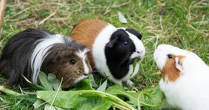 Three guinea pigs with different fur colors sit on green grass, eating leafy greens together. The guinea pigs appear alert and are closely gathered, enjoying their meal outdoors.