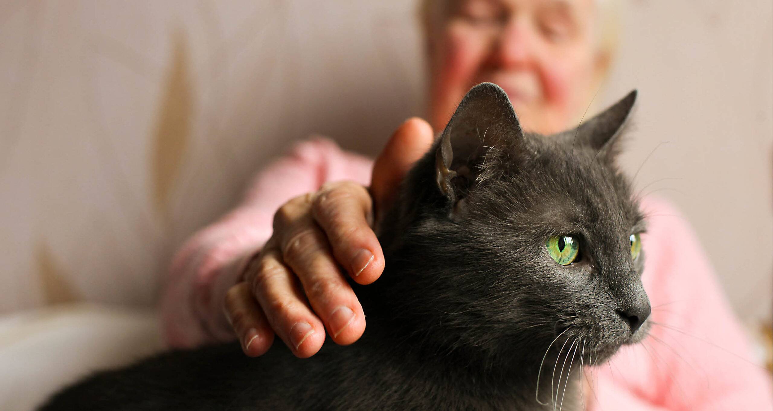 Black cat being patter by a woman