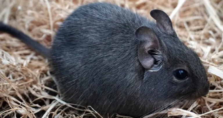 Black degu