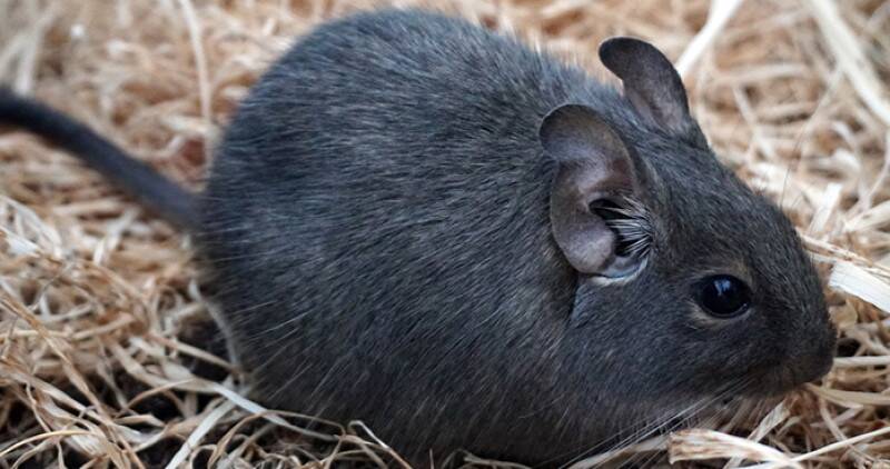 Black degu