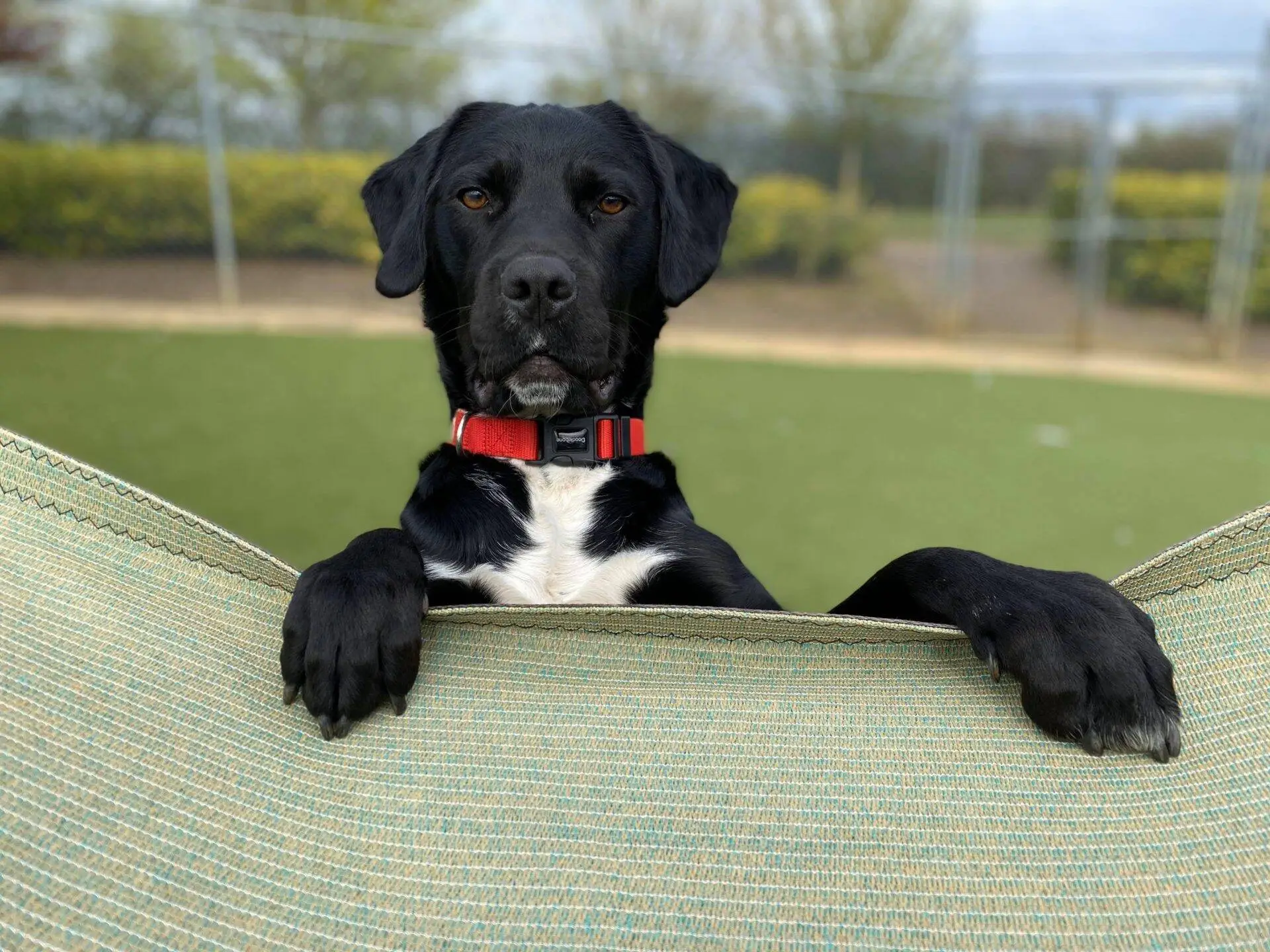 Black dog perched over a barried